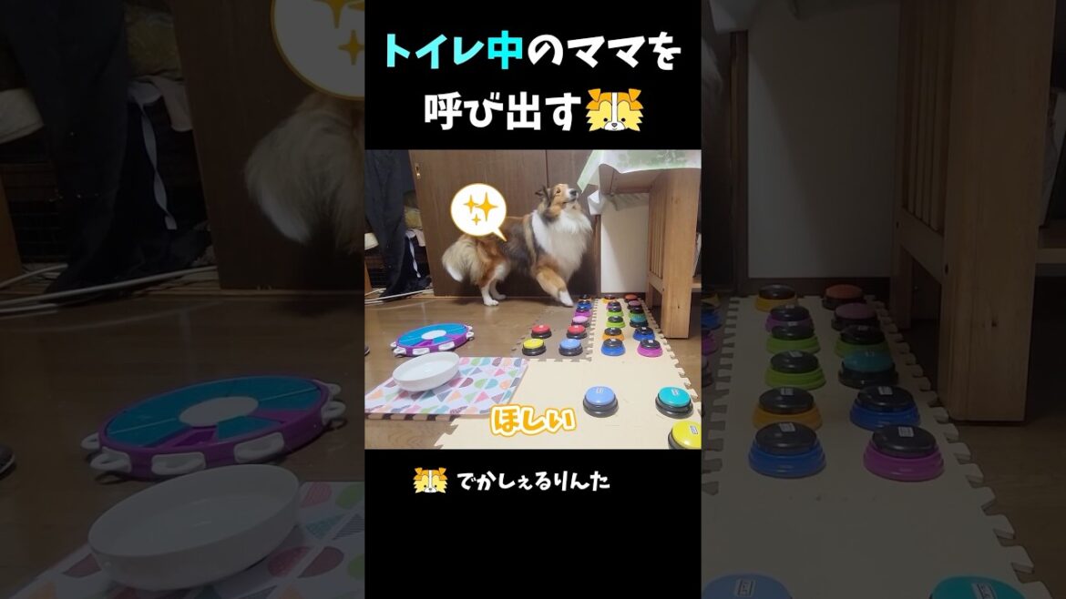 トイレ中のママを呼び出すシェルティ【会話ボタンでしゃべる犬】 #shorts #dog トイレ中のママを呼び出すシェルティ【会話ボタンでしゃべる犬】 #shorts #dog
