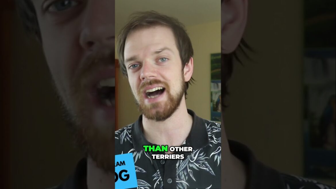 Sealyham Terriers: Big Personalities in Small Packages Sealyham Terriers: Big Personalities in Small Packages