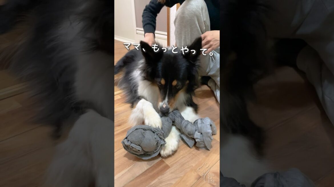 ブラッシングされながら遊ぶ犬が可愛い　#オーストラリアンシェパード #dog #犬