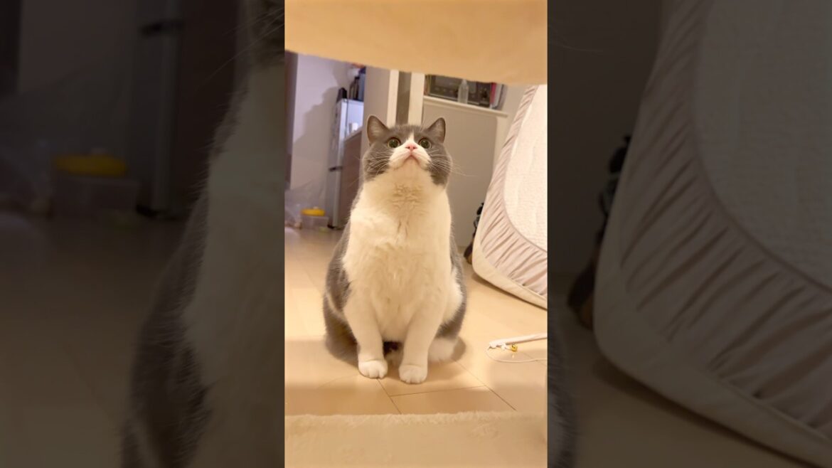 初めてのキャットタワー🤣 #猫 #cat #ブリテッシュショートヘアー #猫のいる暮らし #ジャンプ #チャレンジ #キャットタワー #でぶねこ