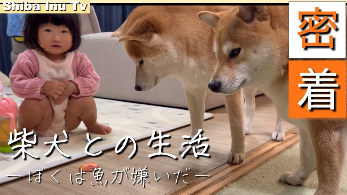 【ドキュメンタリー】魚が嫌いと訴える柴犬、１歳児に見守られ克服？