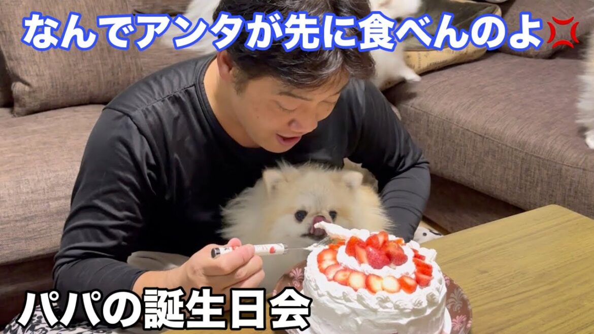 空気を読めないポメラニアン！せっかくの誕生日会が台無しです笑