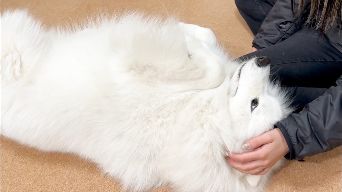 帰ってきたママに赤ちゃんのように甘えながらお迎えする犬がかわいすぎました… 帰ってきたママに赤ちゃんのように甘えながらお迎えする犬がかわいすぎました…