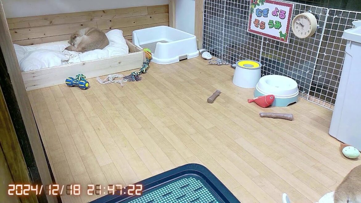 柴犬なつ！子育て生配信【生後100日】最近、嬉ション多めな祝生後100日目の子犬たち！