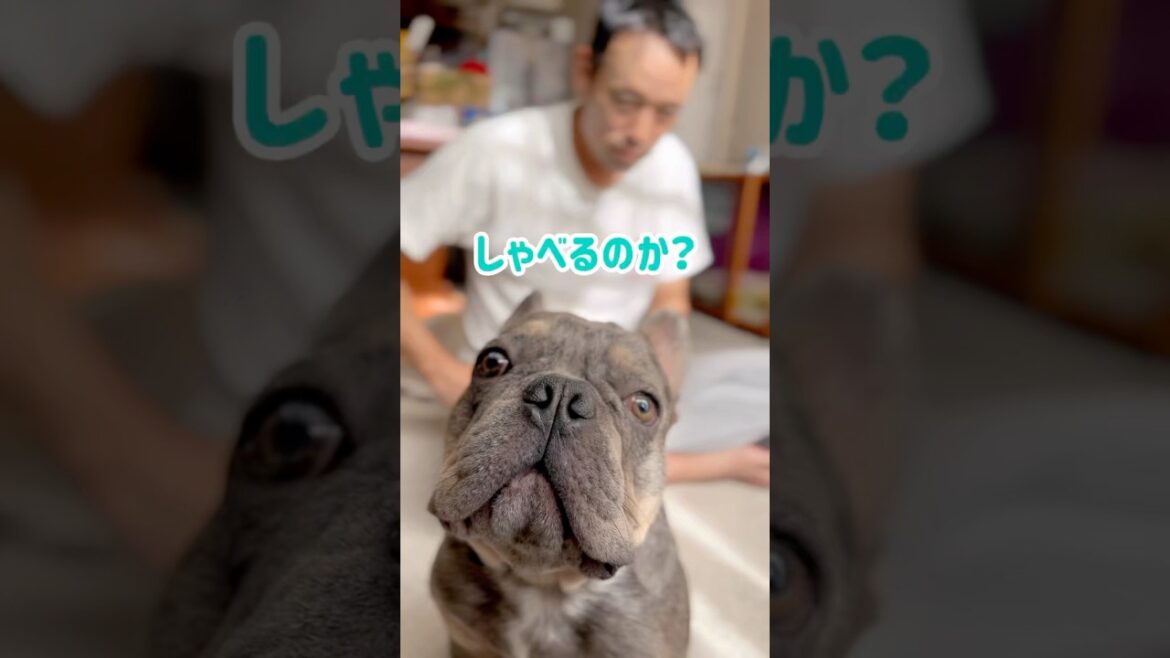 諦めないパパの再チャレンジw #shorts #フレブル #フレンチブルドッグ