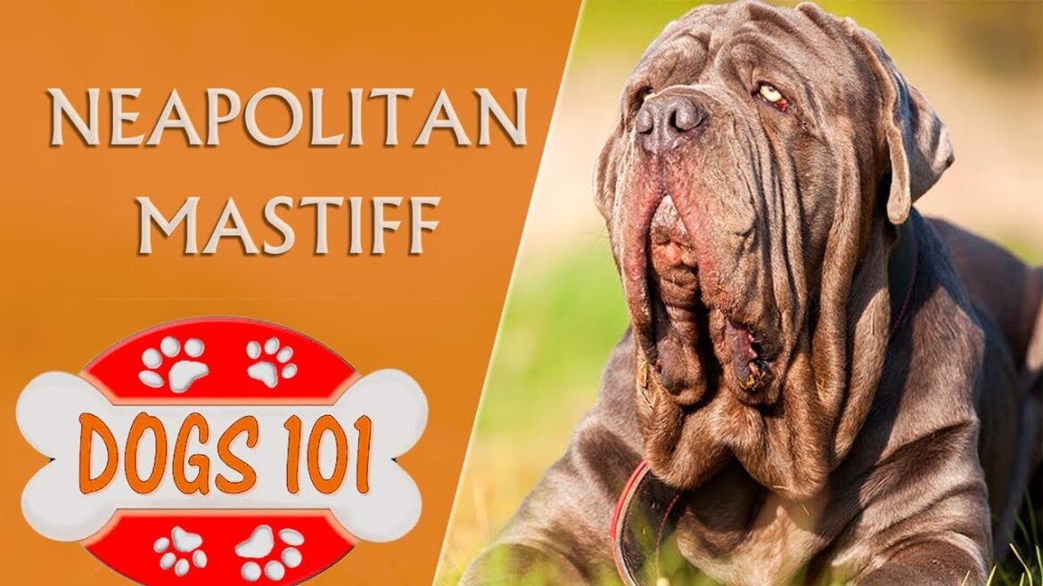 Dogs 101 - NEAPOLITAN MASTIFF - Top Dog Facts About the NEAPOLITAN MASTIFF