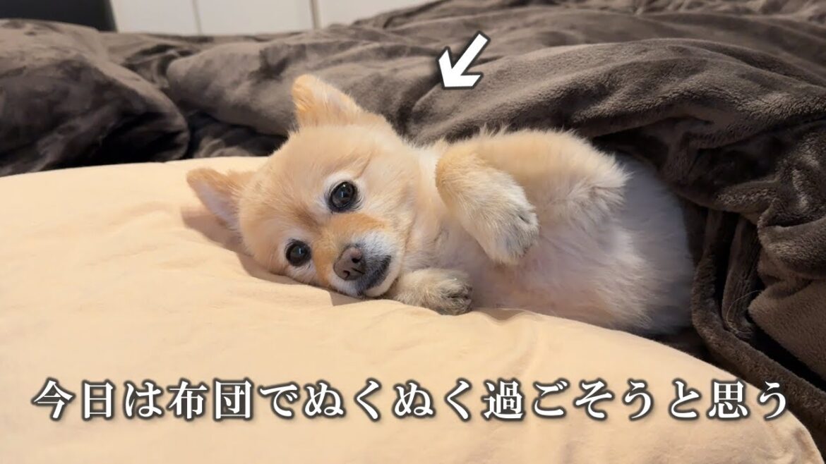 9年間一緒の布団で寝てきた愛犬は、冬になるとこうなります…