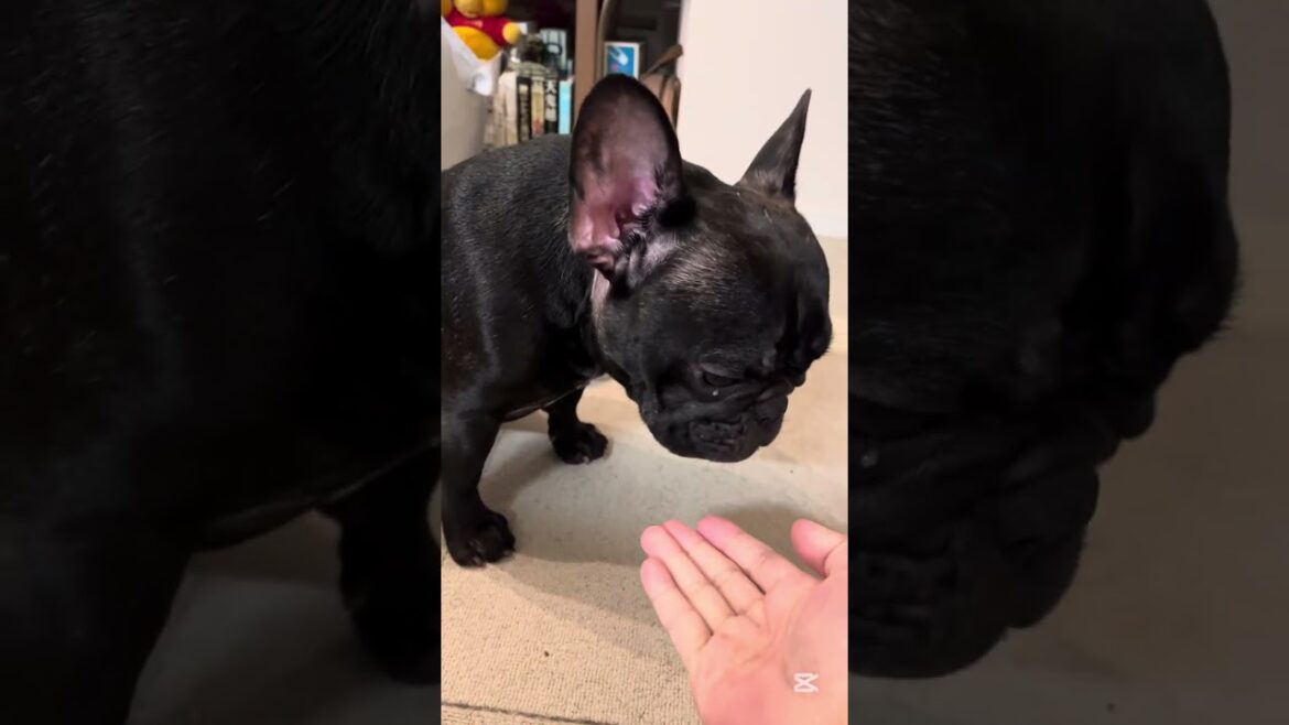 【今朝の凛さん】朝のルーティン☀️#フレンチブルドッグ #frenchie #frenchbulldog #frenchbulldoglife
