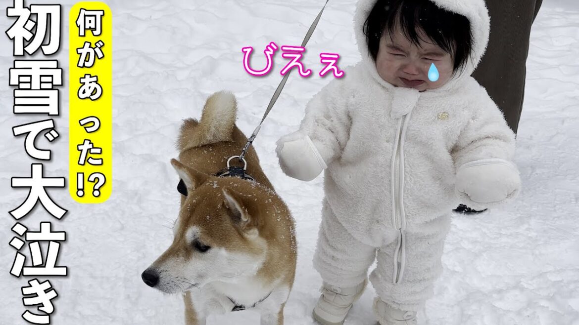 初めての雪に大号泣した１歳児！柴犬がそっと寄り添う姿が尊い