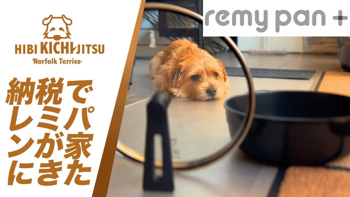 愛犬キチ  ふるさと納税返礼品  レミパンプラス【ノーフォークテリア   norfolkterrier  dog  】