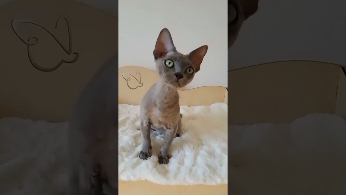 Blue Devon Rex kitten named Xabi