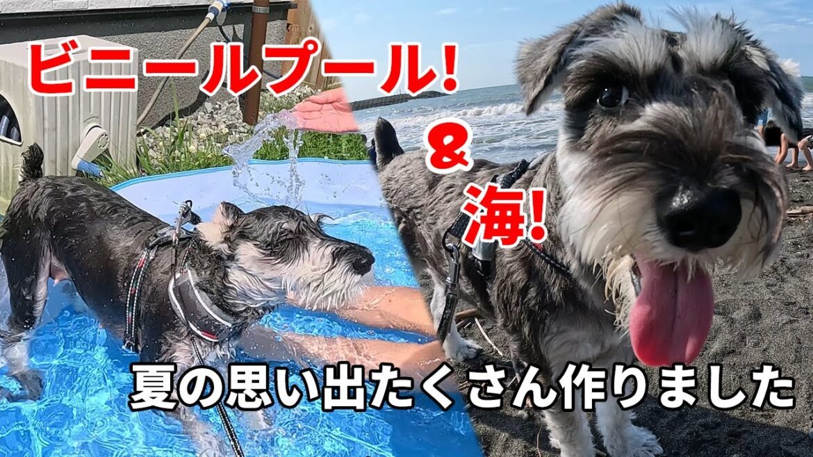 はじめてのプールにはじめての海！愛犬と夏満喫！【ミニチュアシュナウザー】