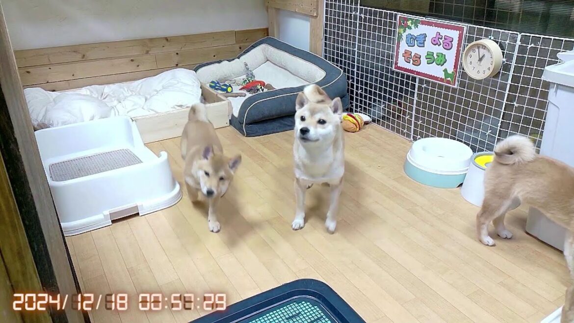 柴犬なつ！子育て生配信【生後99日】現場検証の結果、誤食はなし！