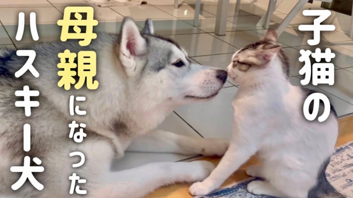 子猫の母親はハスキー犬