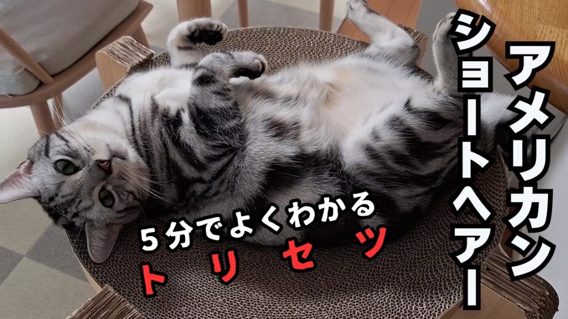 【5分でよくわかる！】アメリカンショートヘアの特徴と飼い方の注意点　No.10