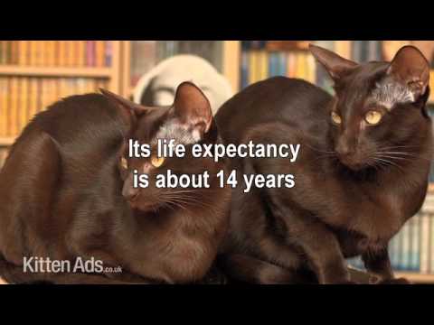Kittenads breed guide to Havana Brown Cat Kittenads breed guide to Havana Brown Cat