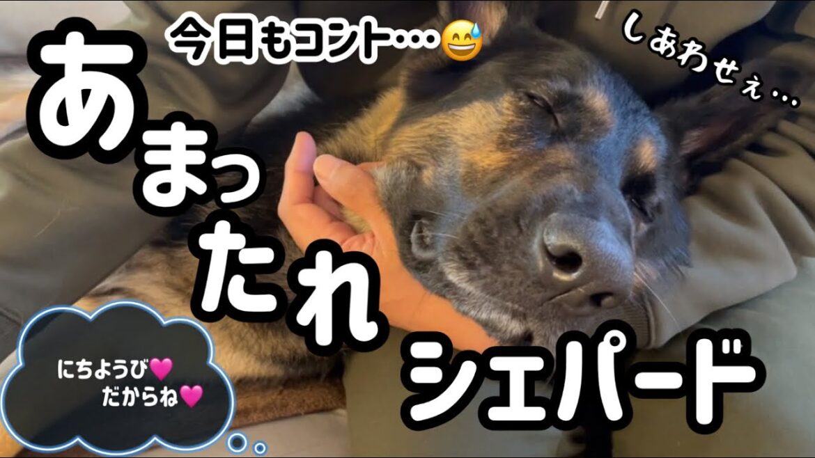 休日恒例❣️愛犬とコント😂今日もシェパード『まろん』は甘ったれ炸裂w【ジャーマンシェパード】