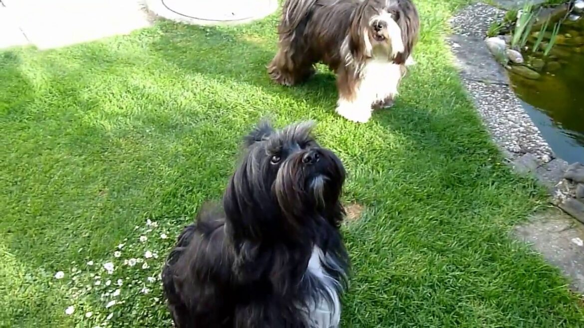 Tibet Terrier