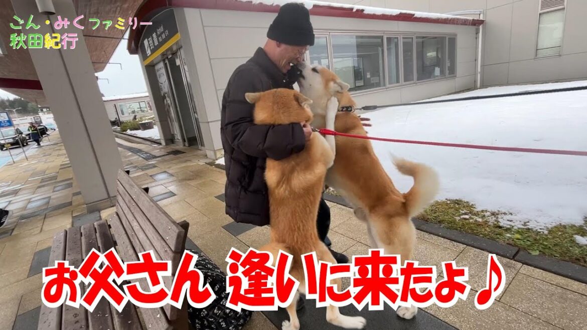 お父さん 逢いに来たよ♡　【ごん・みく】ファミリー秋田紀行♪　秋田犬【ごん・みく チャンネル】