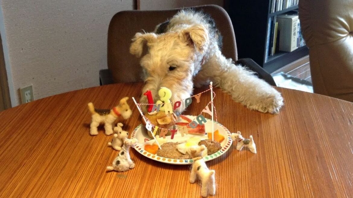 Now and Forever    - wire fox terrier Nana's 13th birthday -