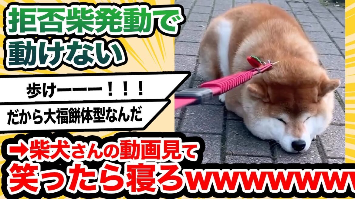 柴犬さんの動画見て笑ったら寝ろwwwwwwwwwwwww