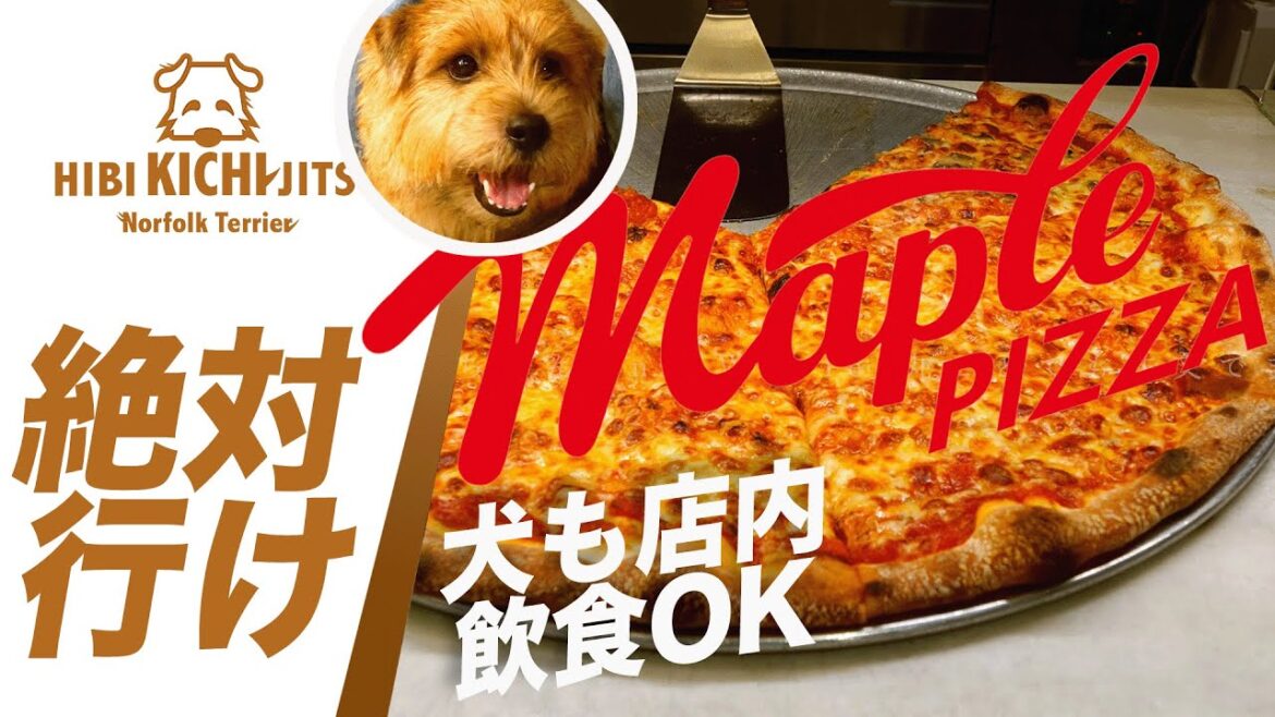 メイプルピザ「Maple pizza」 に愛犬キチと行く【 NYピザ  ノーフォークテリア  norfolkterrier  犬 dog  】