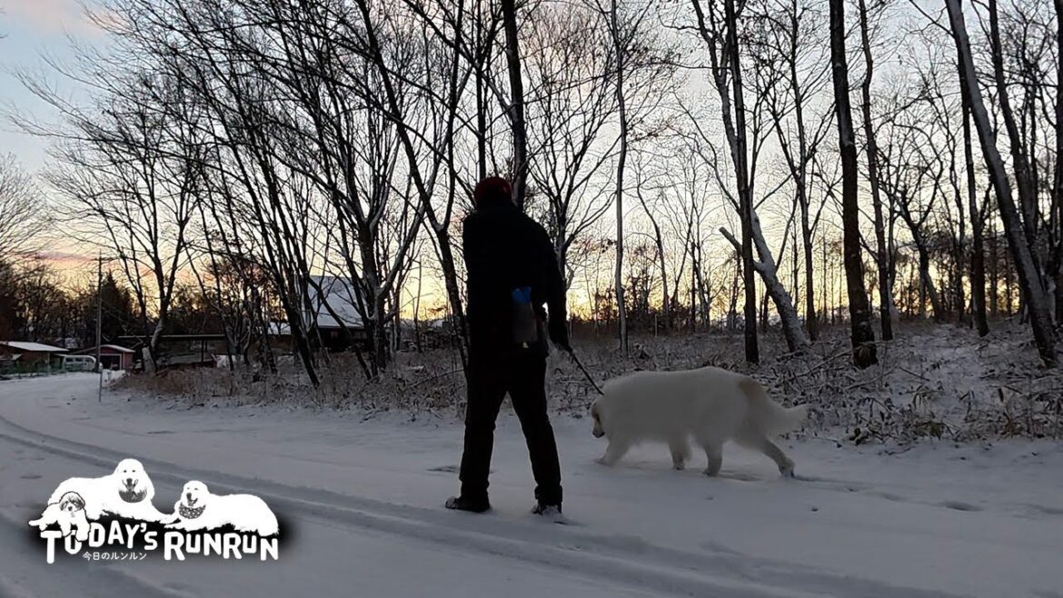 大好きな雪道を張り切ってお散歩したアランとベルです　Great Pyrenees　グレートピレニーズ