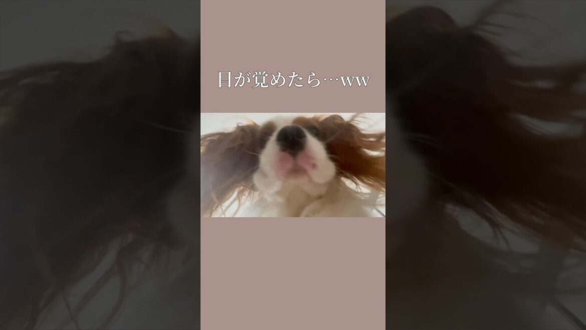 犬と暮らすと毎朝こうなった #shorts 犬と暮らすと毎朝こうなった #shorts