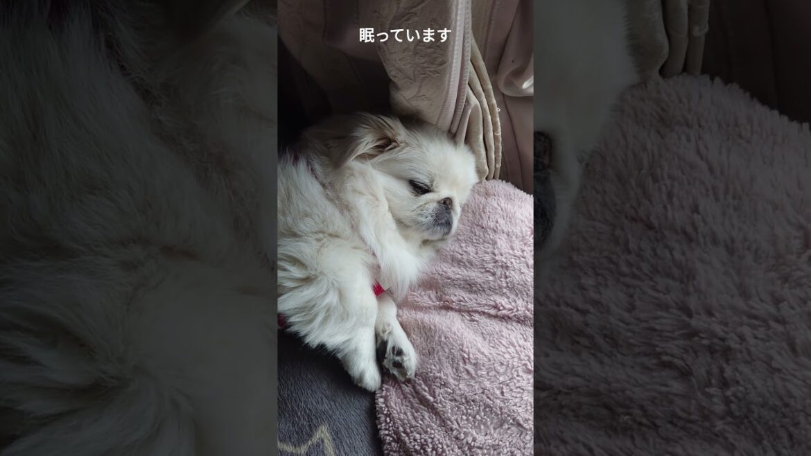 ペキニーズ（犬）窓際でお昼寝するワンコ #shorts #ペキニーズ #犬 #pekingese #dog