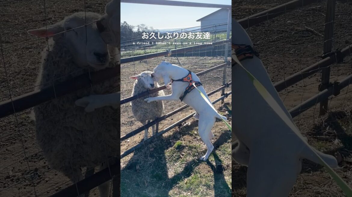 覚えてる？僕だよ！　ボクサー犬