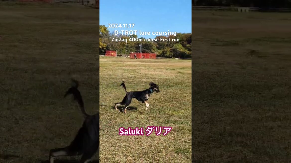 【サルーキ】ダリア D-TROTルアーコーシング ジグザグ400m 1走目 2024.11.17