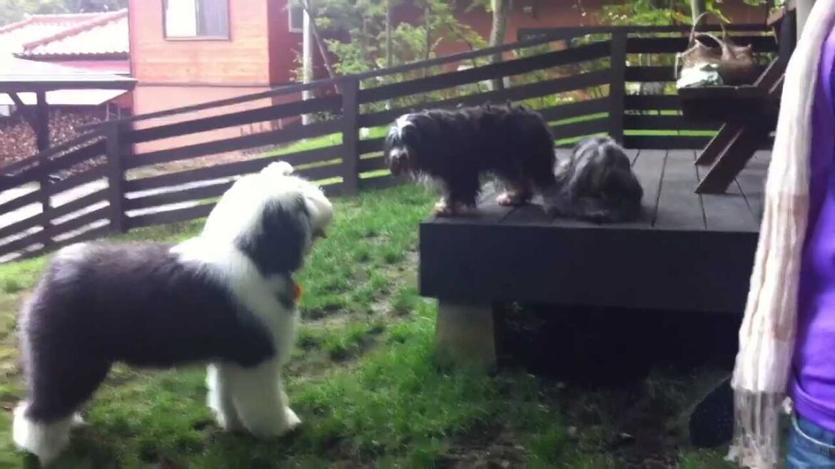 Sheepdog VS Tibetan