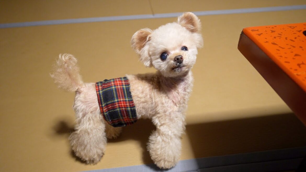 【カウントダウンLIVE】１０歳まで後５分！！【トイプードル】