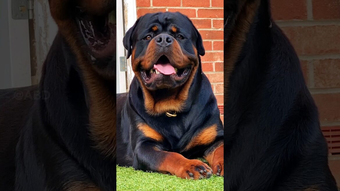 6 most deadliest dog breeds in the world 😡🔥 Part 2 #shorts