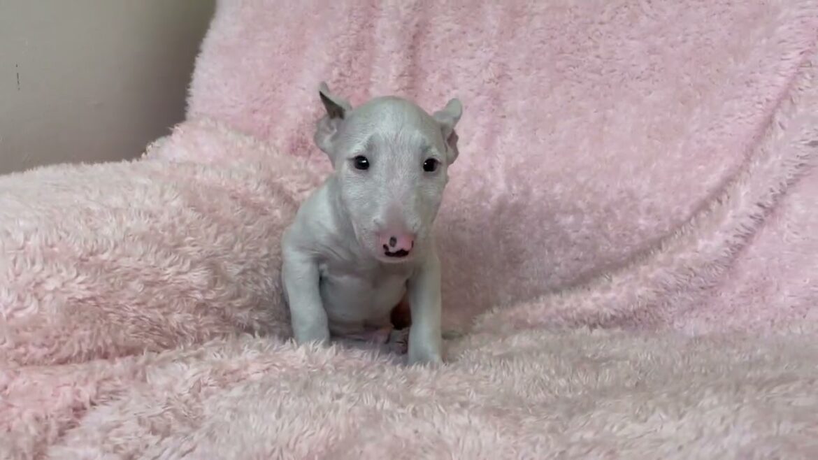 ミニチュアブルテリア かわいい男の子❤️