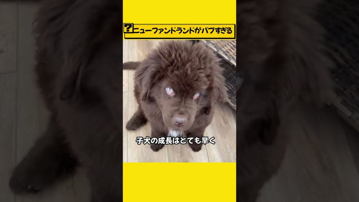 ニューファンドランドがバブすぎる