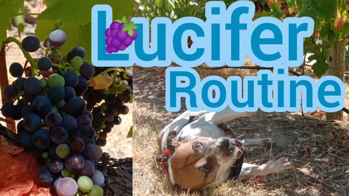 #Staffordshire Bull Terrier🐶#Lucifer rolls on 💩#McLaren Vale