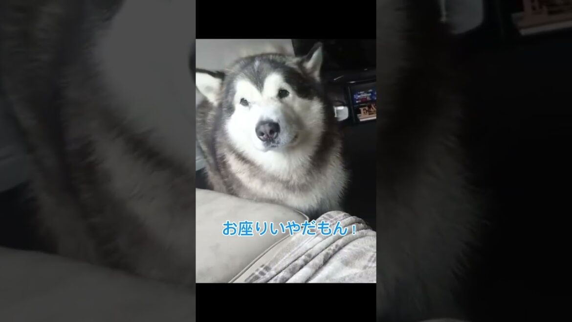頑固なアラスカンマラミュートのお兄犬. #alaskan malamute#アラスカンマラミュート #マラミュート