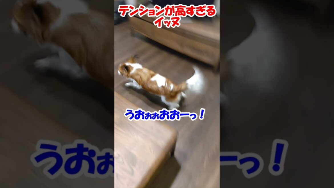 テンションが高すぎるイッヌ【コーイケルホンディエ】