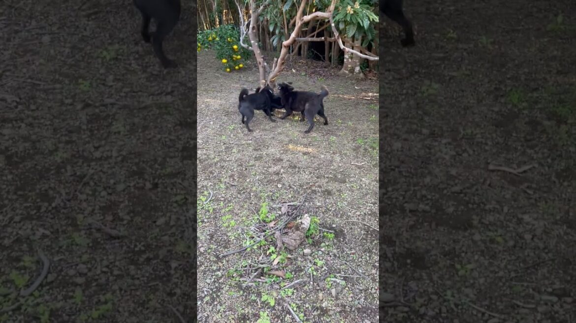 【甲斐犬】久しぶりに畑ドッグランで放したらみんな全力で遊んだ！