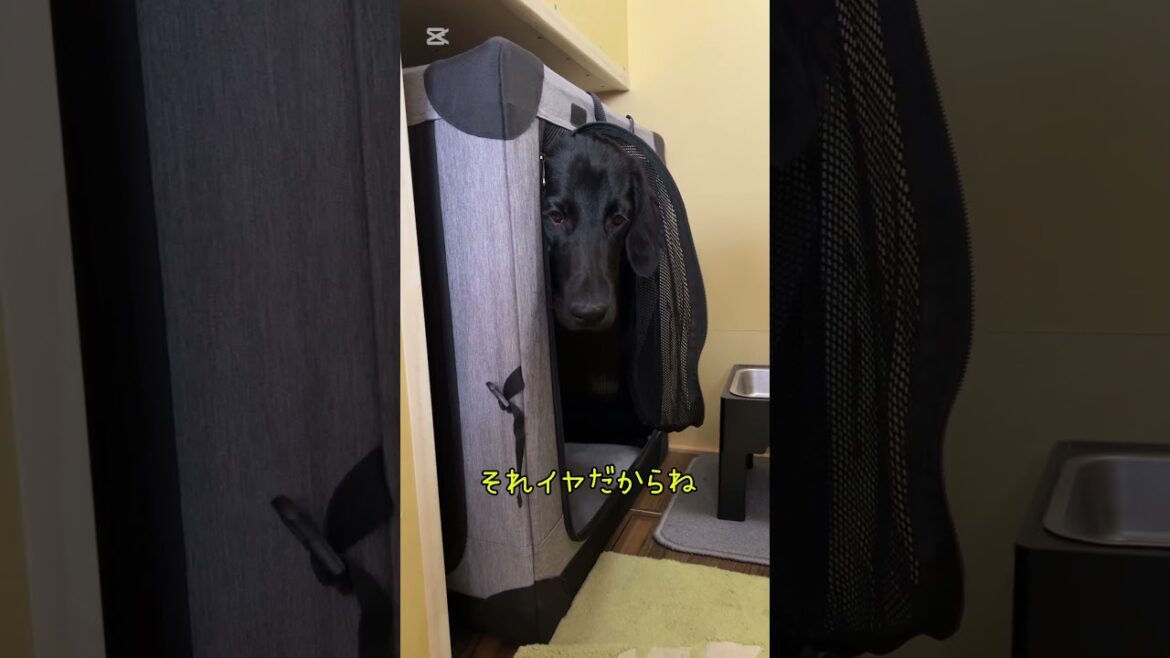 今日も全然切れません… #フラットコーテッドレトリバー #dog