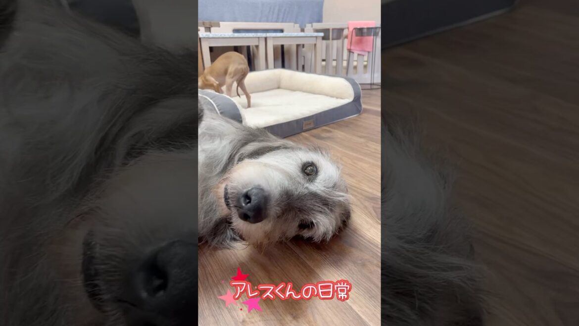 ボブテイルシュウ看板犬アイリッシュウルフハウンドのアレスくんの日常は・・・#shorts #アイリッシュウルフハウンド