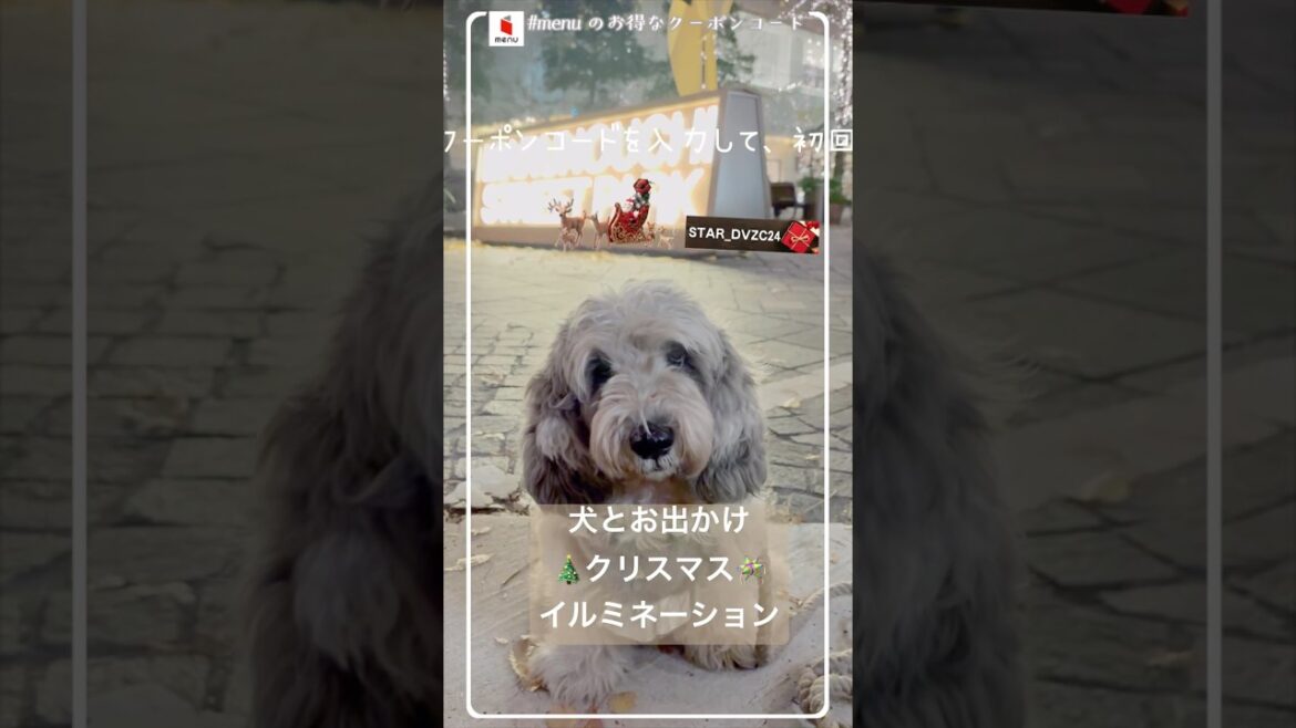 【menuお得なクーポン6,800円分👀】15歳愛犬ぽちとクリスマスイルミネーションみてきたよ。
