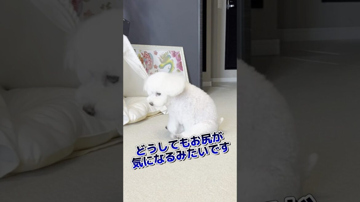 恒例のお尻歩きをするトイプードル