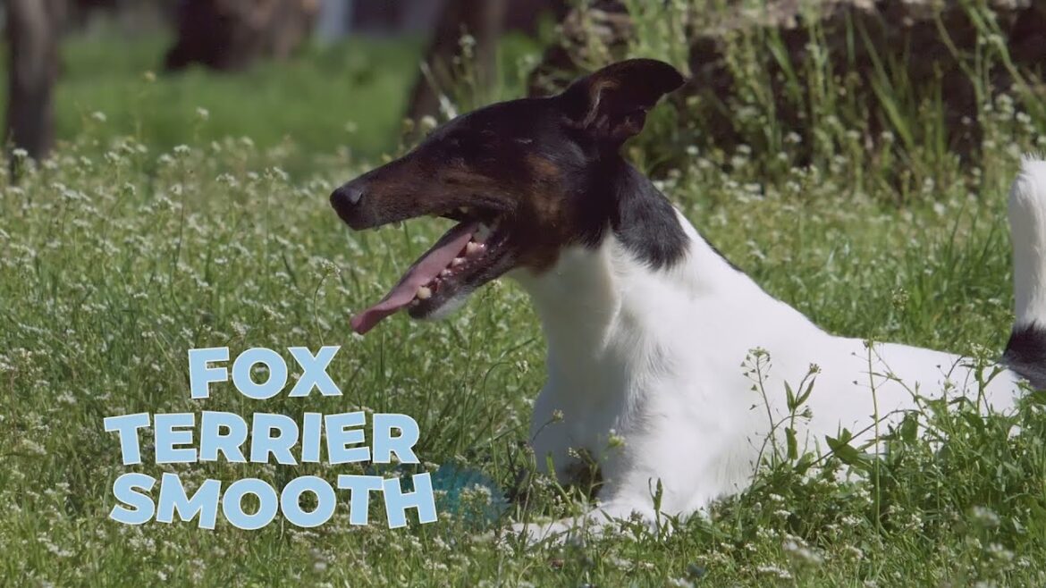 Smooth Fox Terrier Dog Breed – Facts and Traits Smooth Fox Terrier Dog Breed - Facts and Traits