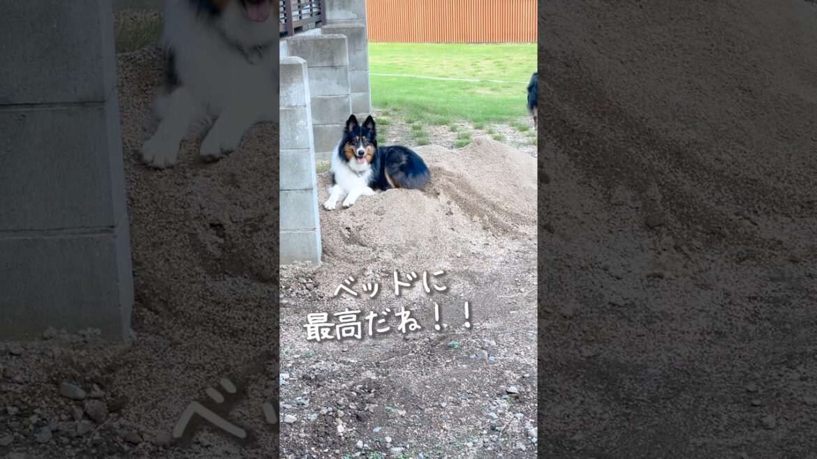 フッカフカな土を寝床にする愛犬が可愛い #ボーダーコリー #オーストラリアンシェパード