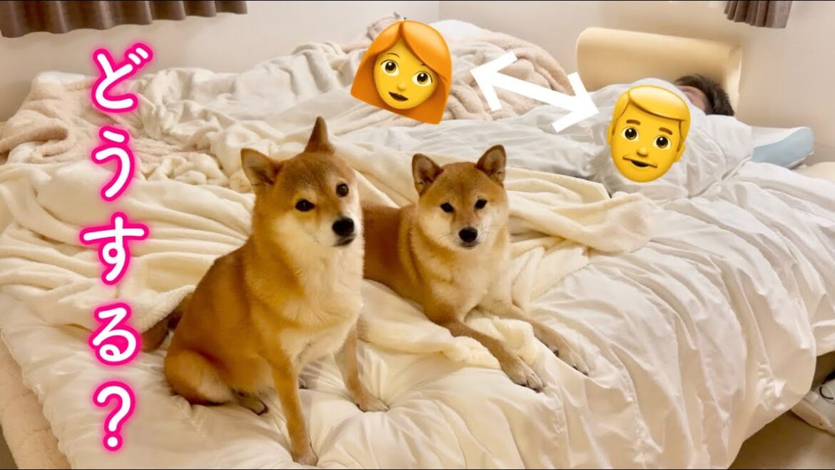 飼い主がいつもと逆の位置で寝たら愛犬はどうするかやってみた結果…