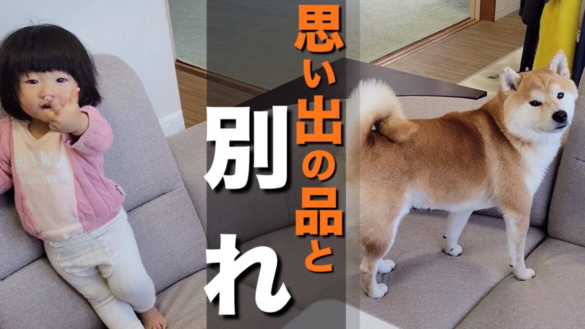 【決断】夫婦にとって最高の思い出、親になり捨てる覚悟が出来ました