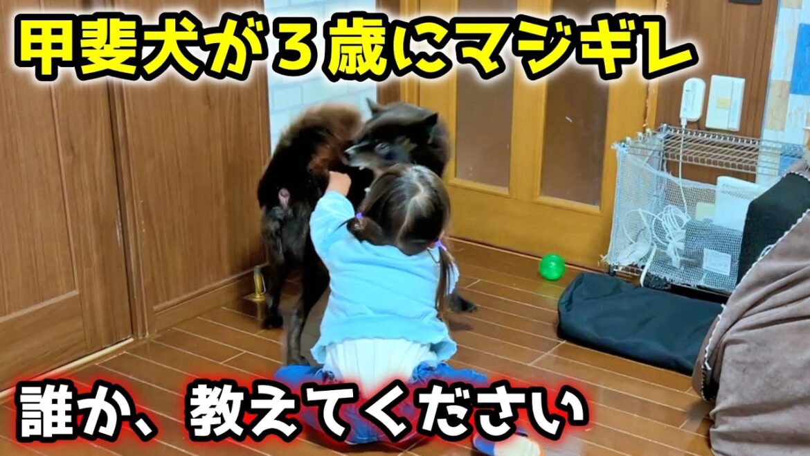 【喧嘩】優しい甲斐犬が子供にマジギレした理由