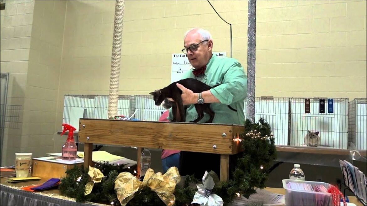 "Amy Marie" Gorgeous Havana Brown Cat *HD*